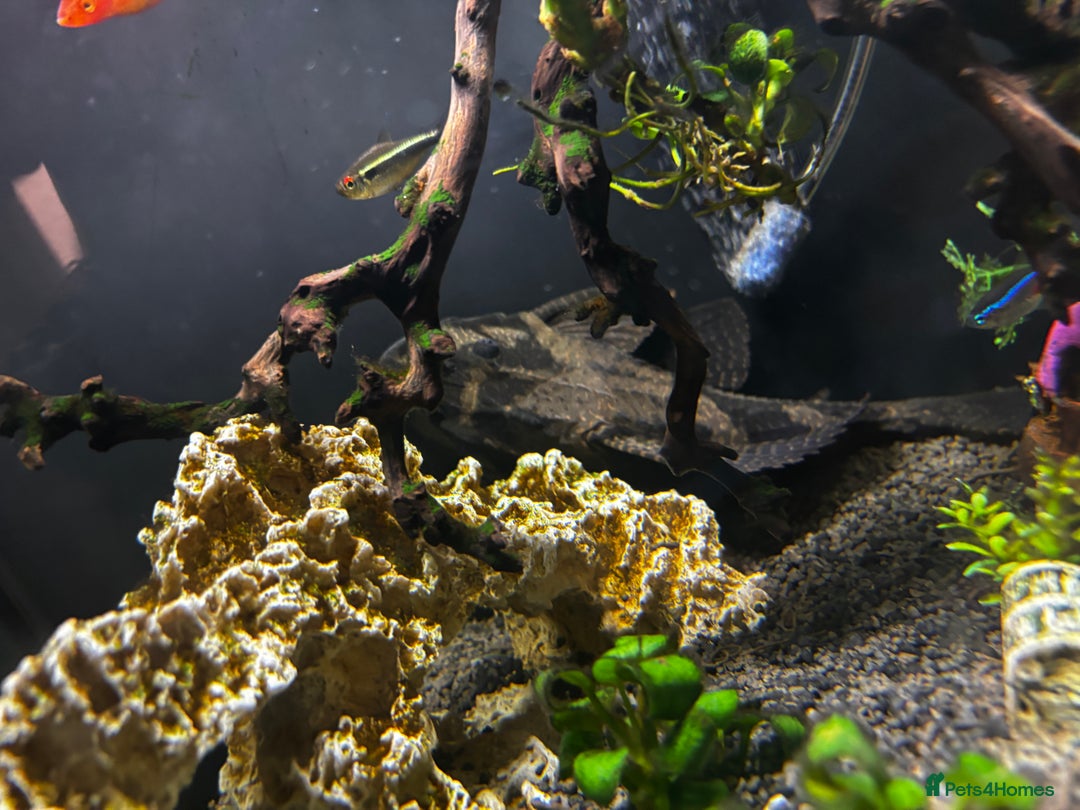 Catfish fish for sale: Fish tank with fish - Advert 5