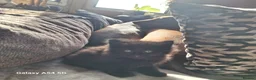 Mixed Breed cats for sale: Male and female  - Advert 4