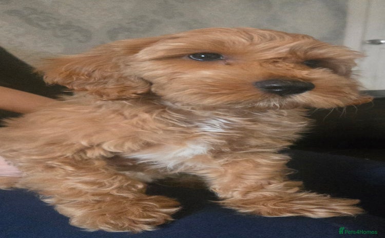 Australian Labradoodle dogs in Leicester - Advert 1
