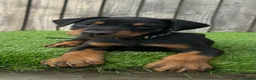Dobermann dogs for sale: Quality European Doberman - Health Tested & Titled - Advert 7