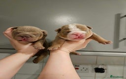 English Bulldog dogs for stud: kc british bulldog for stud in Lanark - Image 5