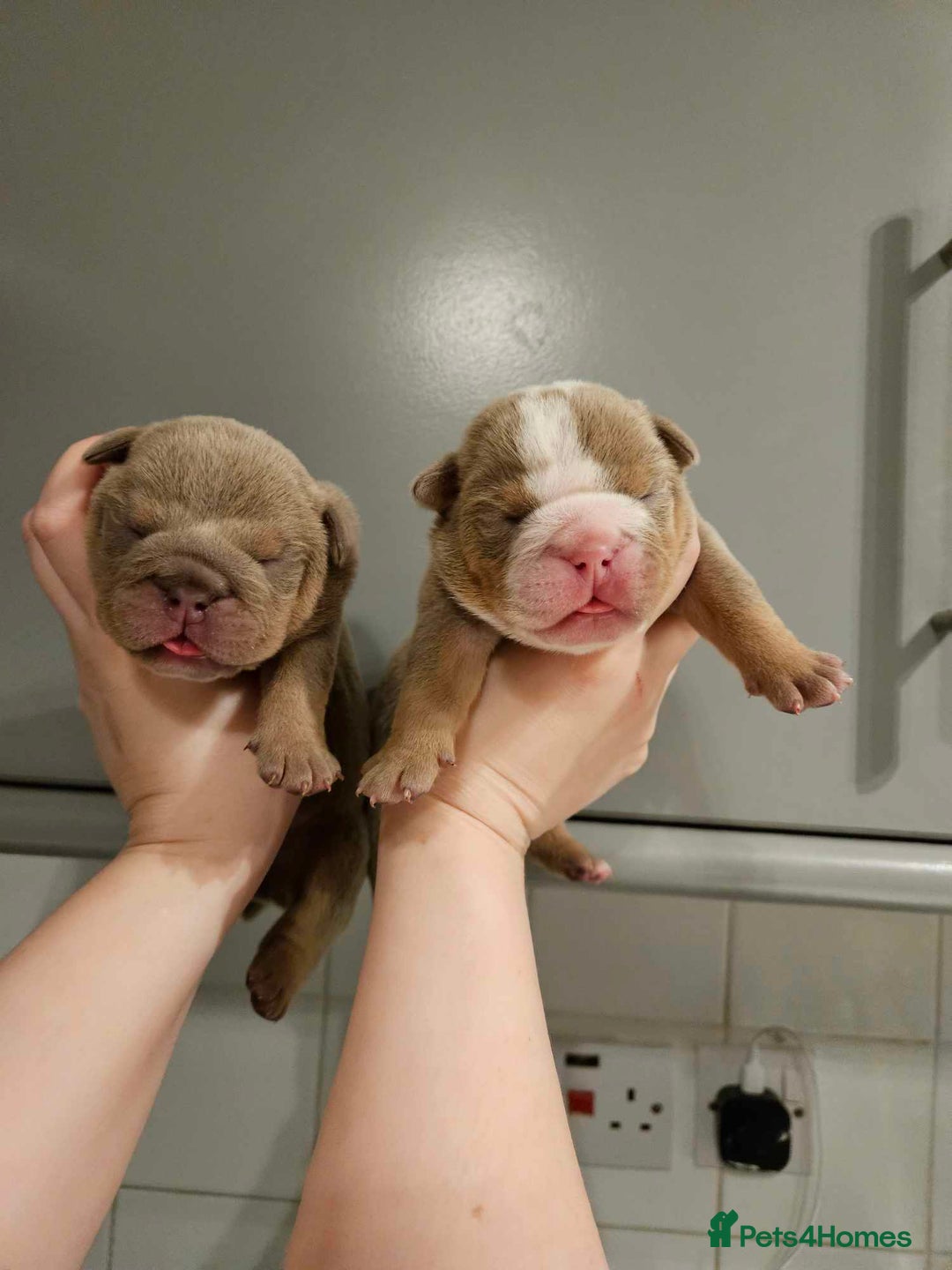 English Bulldog dogs for stud: kc british bulldog for stud in Lanark - Image 5