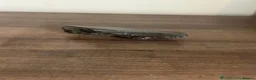 Leopard Gecko reptiles for sale: Leopard gecko and complete set up - Advert 17