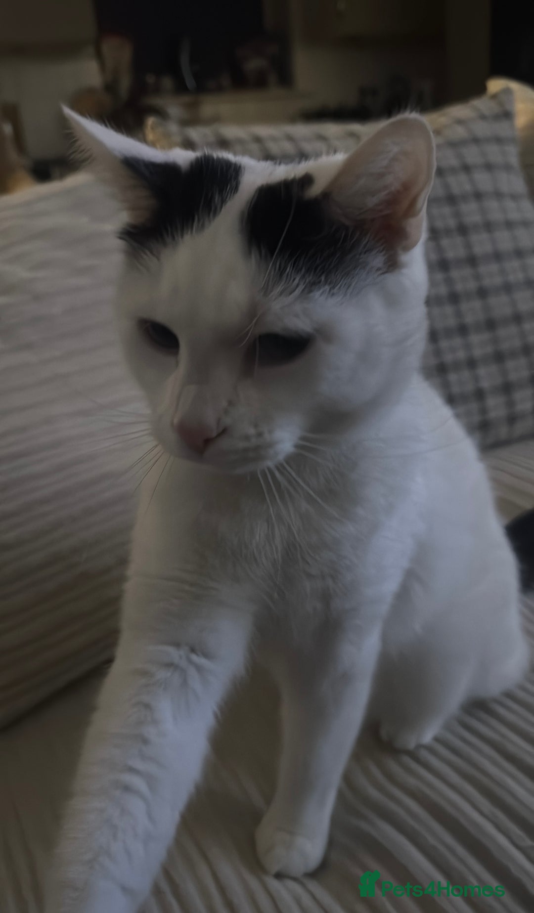 Mixed Breed cats for sale: Masiy and Milo (brother and sister)  - Advert 9