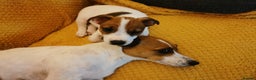 Jack Russell dogs for sale: Male jack russell terrier pup - Advert 2