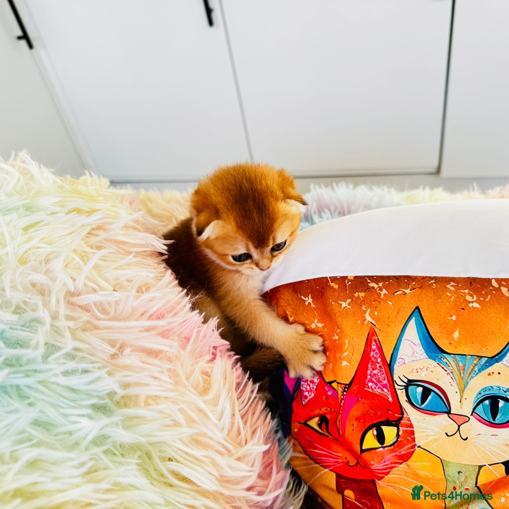 Scottish Fold cats Cute 🥰 Scottish fold TICA register  - Advert 1
