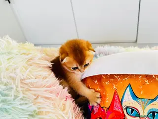 Scottish Fold cats Cute 🥰 Scottish fold TICA register - Advert 3