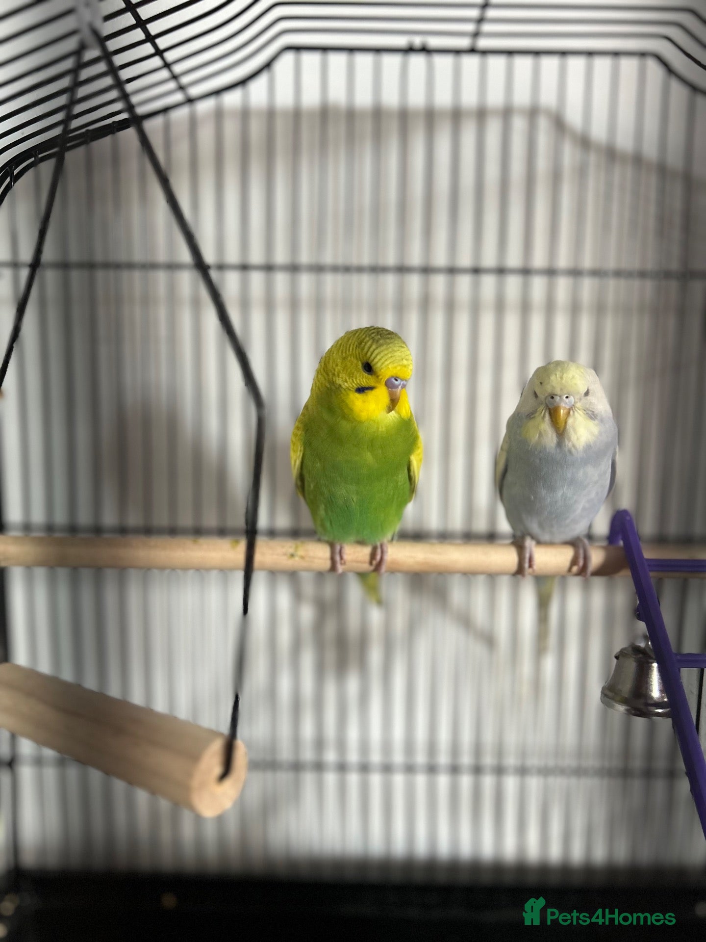 Lovebirds birds 2 budgies  - Advert 1