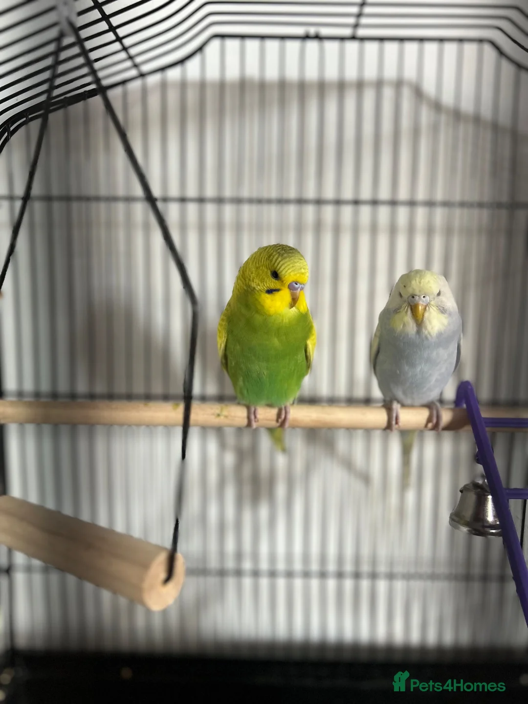 Lovebirds birds for sale: 2 budgies  in Waltham Cross - Advert 1