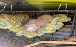 Rat rodents for sale: 3 Female Rats - Image 6
