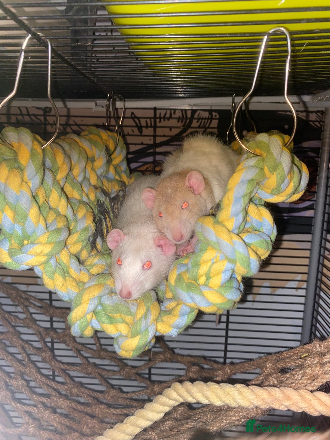 Rat rodents for sale: 3 Female Rats - Image 6