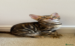 Bengal cats for sale: TICA register.ONLY 2 BOYS 🙀😺LEFT !!! in Northampton - Image 31