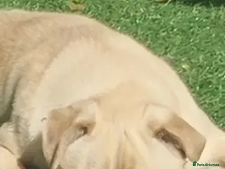 Pug dogs 4 baby males pugs for sale in Lincoln - Advert 7