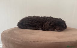 Cavapoo dogs for sale: F1 Cavapoo pups. Beautiful litter of five bitches. - Image 10