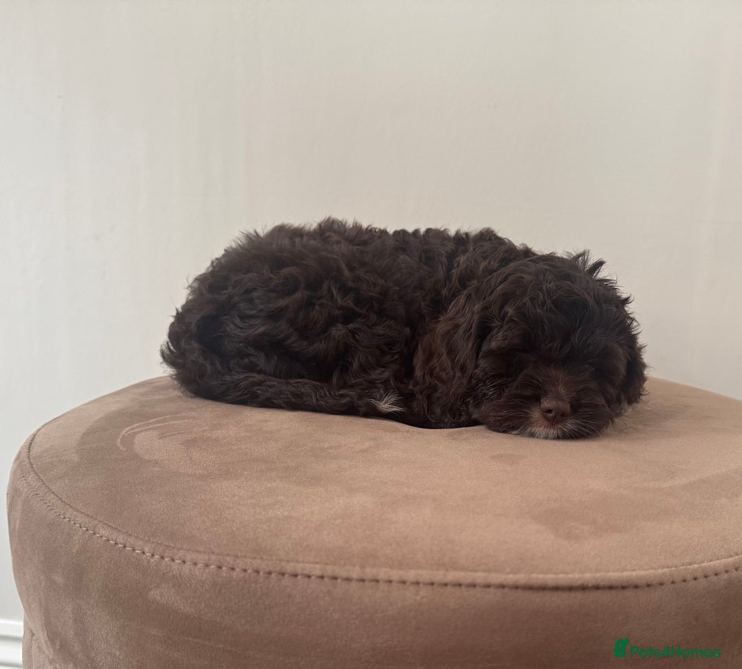 Cavapoo dogs for sale: F1 Cavapoo pups. Beautiful litter of five bitches. - Image 10