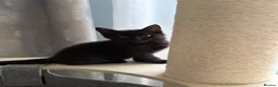 Mixed Breed cats for sale: Very dark brown kitten  - Advert 2