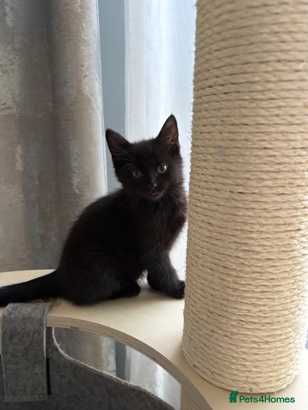 Mixed Breed cats for sale: Very dark brown kitten  - Advert 2