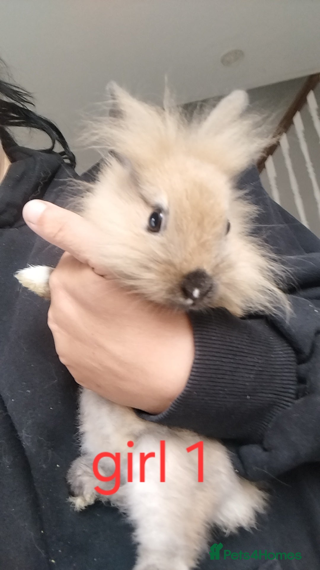 Lionhead rabbits for sale: 5 beautiful lionhead female babies - Image 5