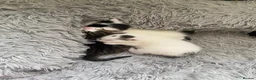 Mixed Breed cats for sale: Beautiful mixed breed kittens  - Advert 7