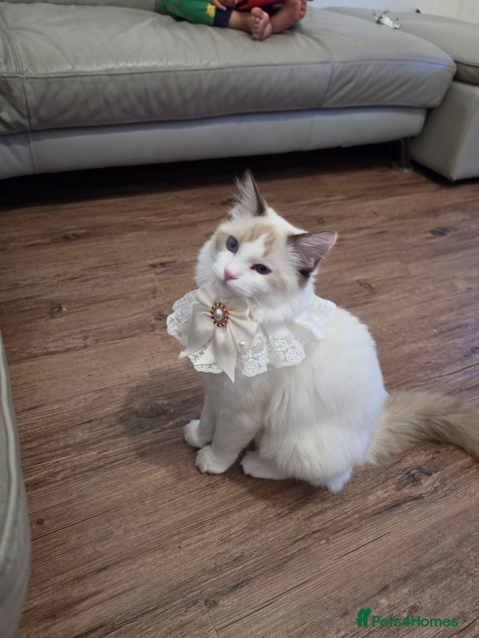 Ragdoll cats Pure ragdoll kittens  - Advert 1