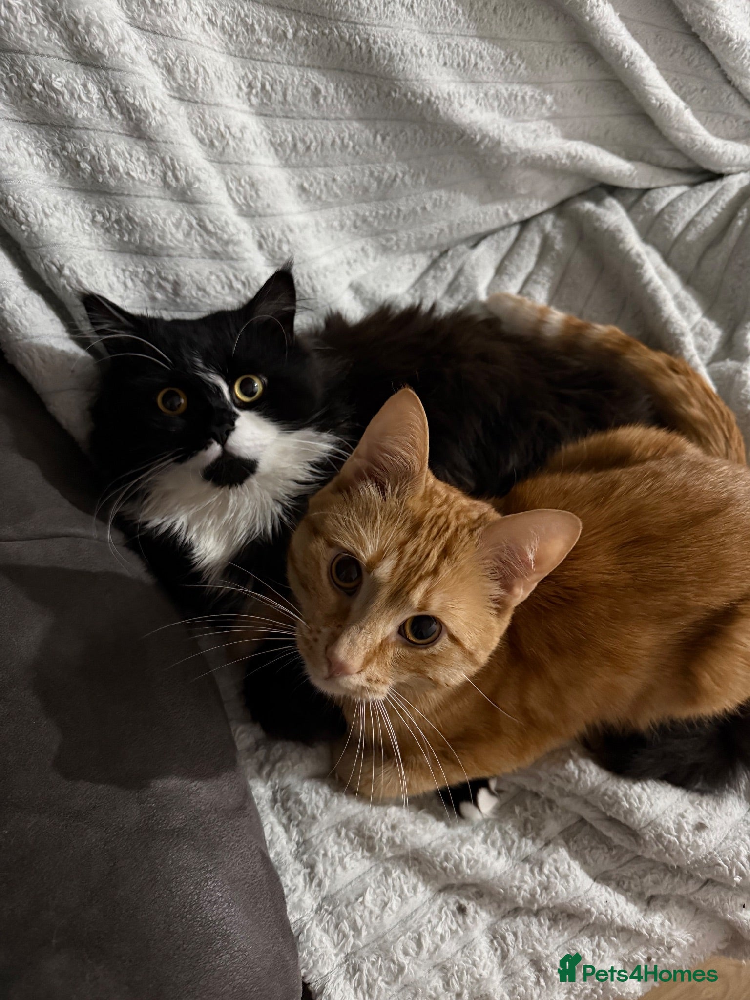 Mixed Breed cats Two lovely cats Tokyo and Ace - Advert 1