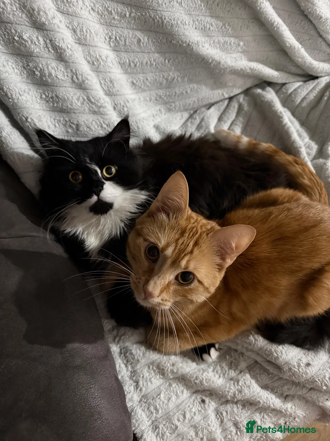 Mixed Breed cats for sale: Two lovely cats Tokyo and Ace in Walsall - Advert 1