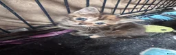 Mixed Breed cats for sale: 8 beautiful kittens  in Retford - Advert 17