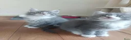 Maine Coon cats for sale: Beautifull Maine Coon kittens in Edinburgh - Advert 18