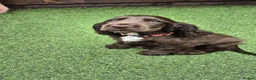 Cocker Spaniel dogs for sale: 1 Chocolate show type boy left - Advert 6