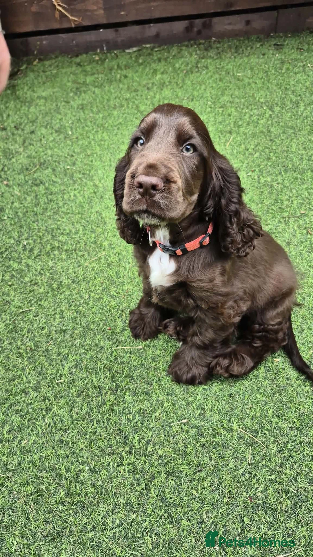 Cocker Spaniel dogs for sale: 1 Chocolate show type boy left - Advert 6