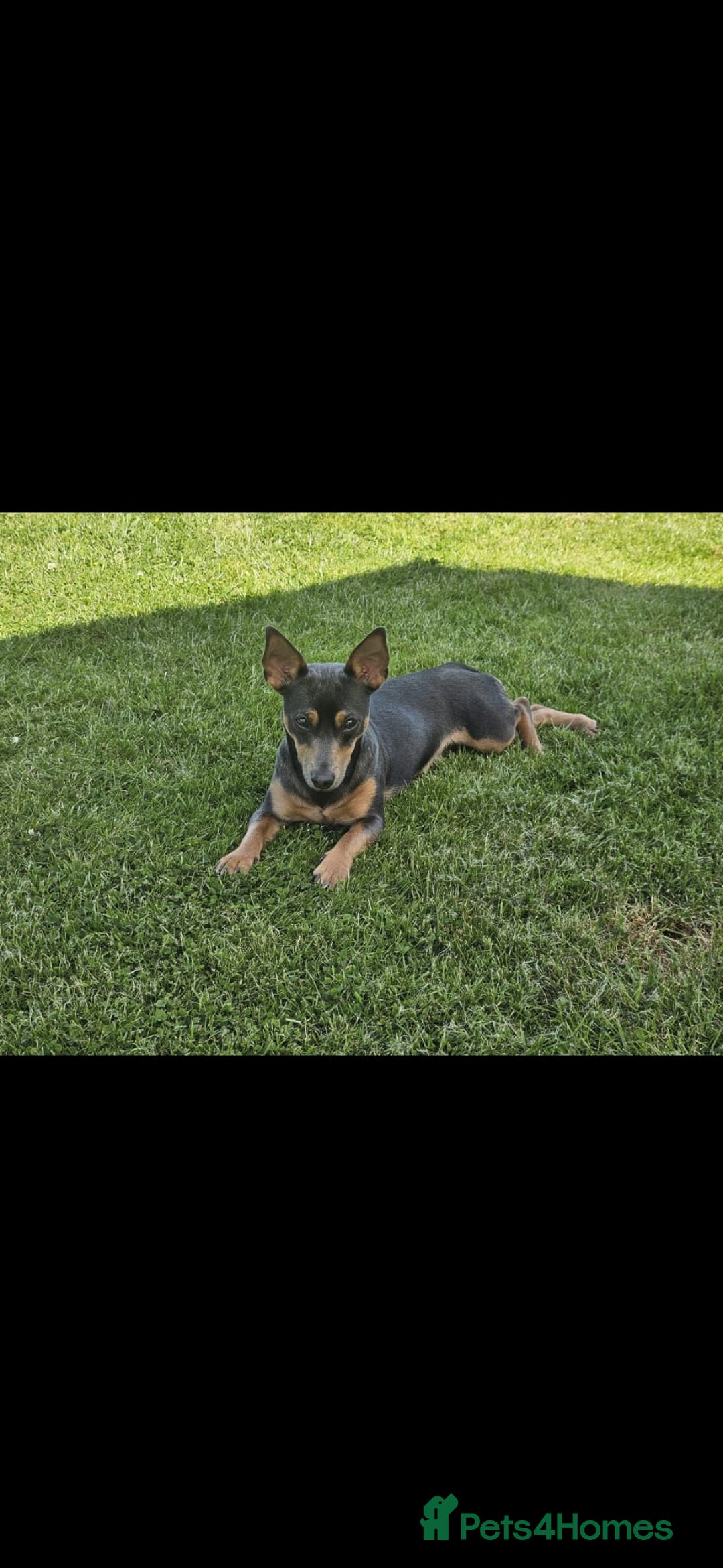 Jack Russell dogs for sale: Gorgeous Chunky Jack Russell Pups for sale - Advert 18