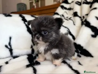 Chihuahua dogs Exquisite chihuahuas - Advert 6