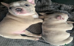 French Bulldog dogs for sale: French bulldog puppies with lilac and merle  - Image 9