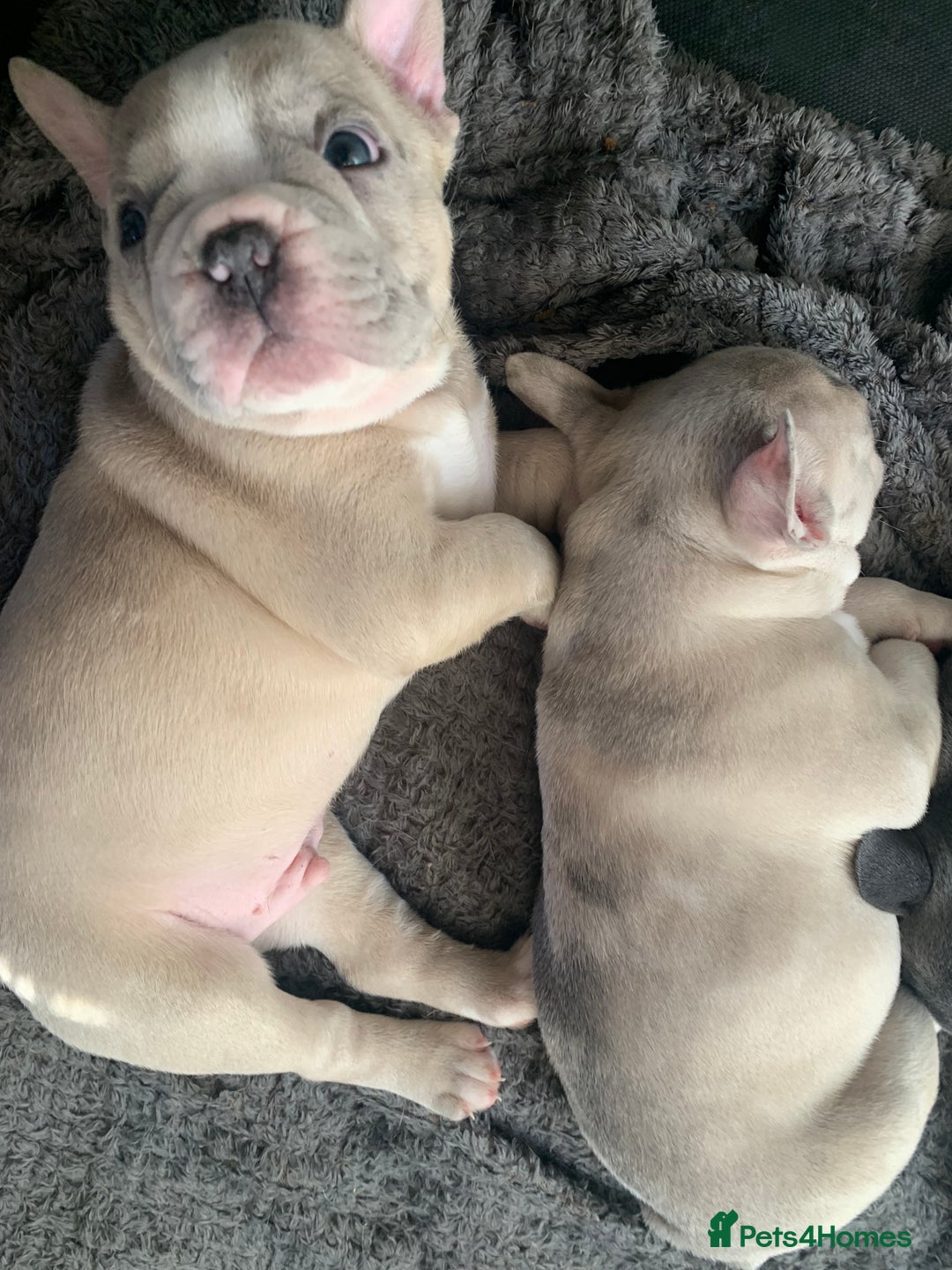 French Bulldog dogs for sale: French bulldog puppies with lilac and merle  - Image 9
