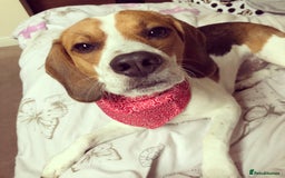 Beagle dogs for stud: Beagle for stud - Image 14