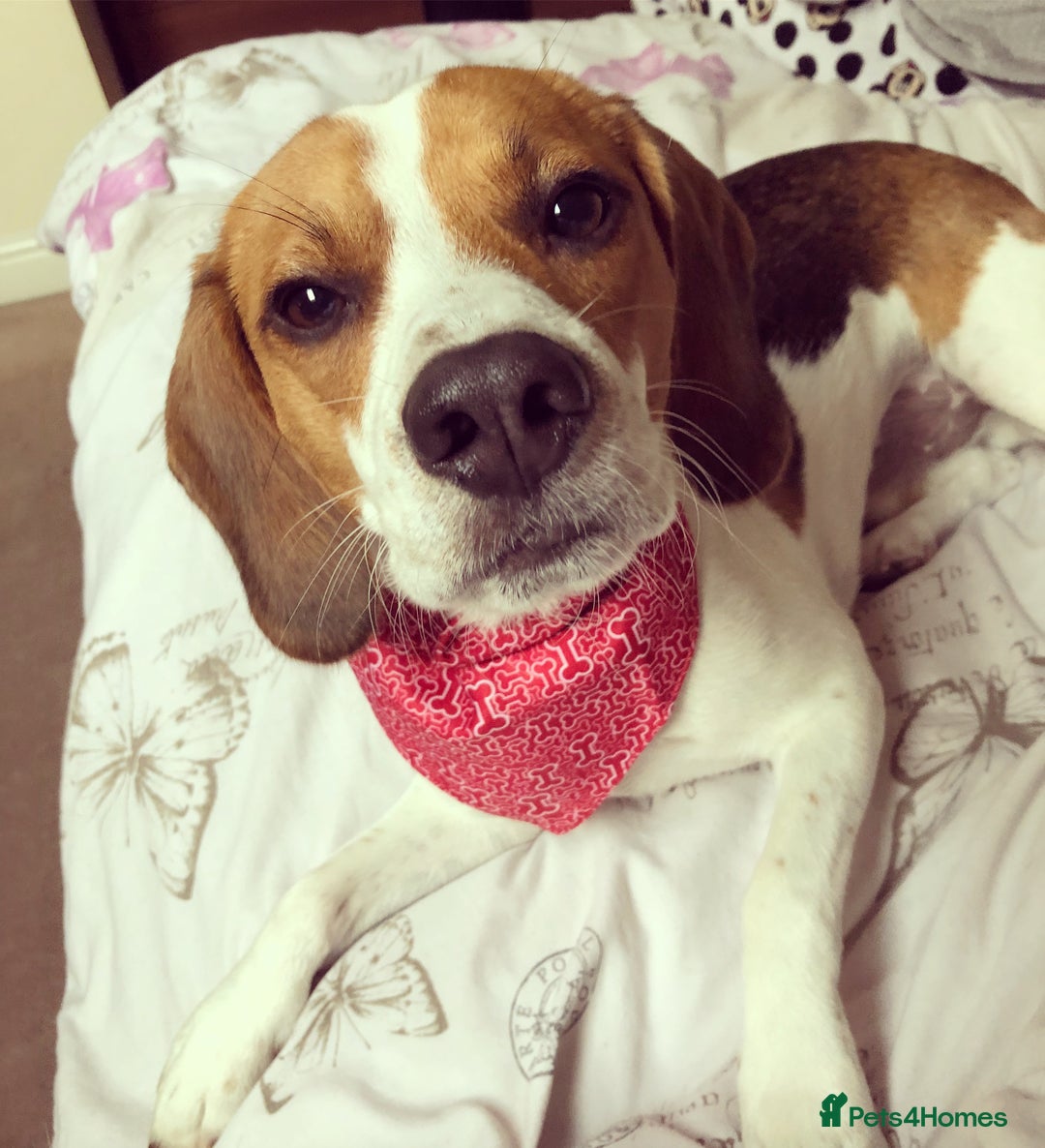 Beagle dogs for stud: Beagle for stud - Image 14