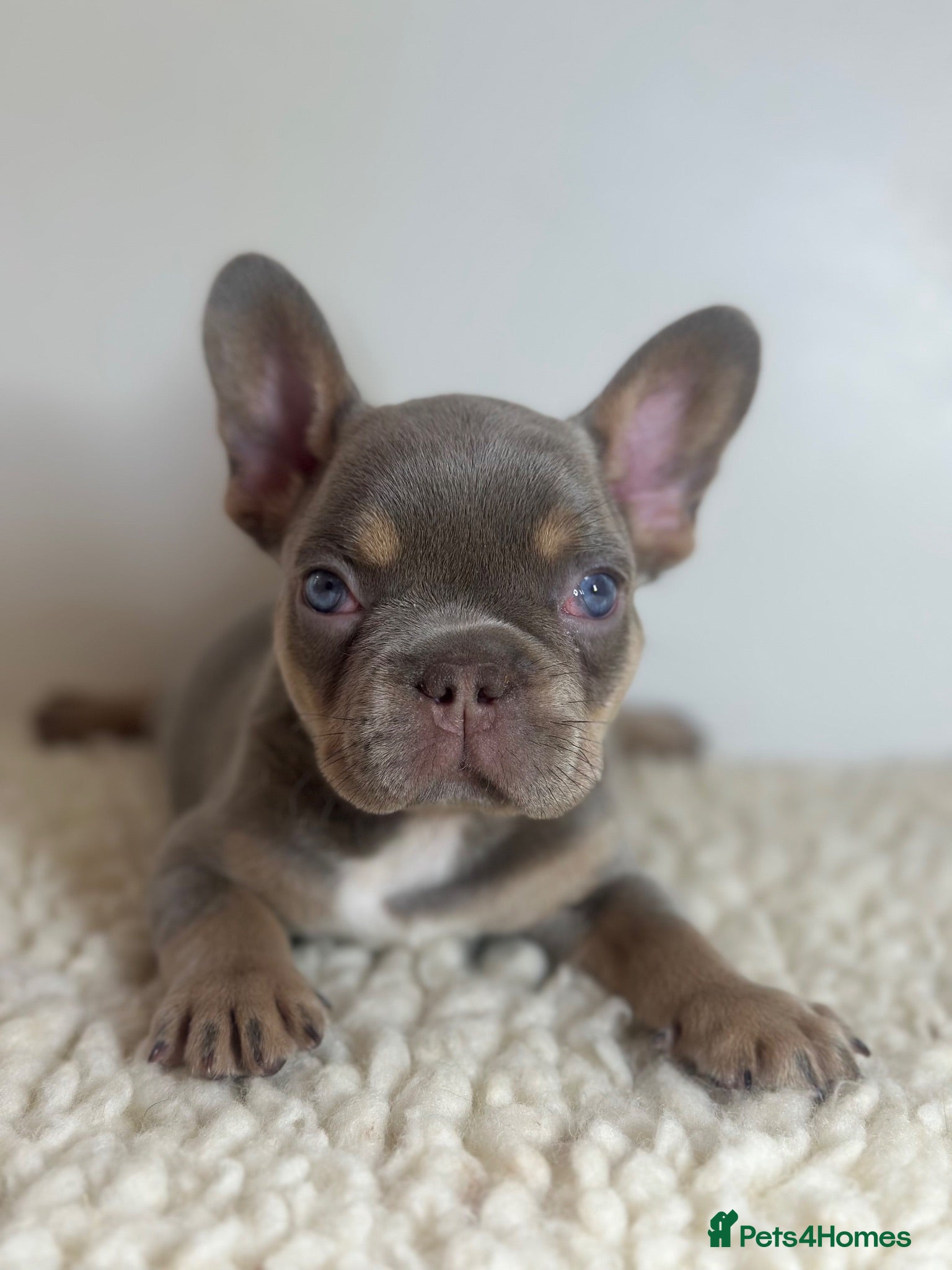 French Bulldog dogs KC Frenchies  - Advert 1