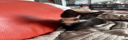 Mixed Breed cats for sale:  7-WEEK-OLD TUXEDO BOY KITTEN in London - Advert 5