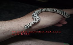 Snake reptiles for sale: Western Hognose Snakes Cb25 - Image 7