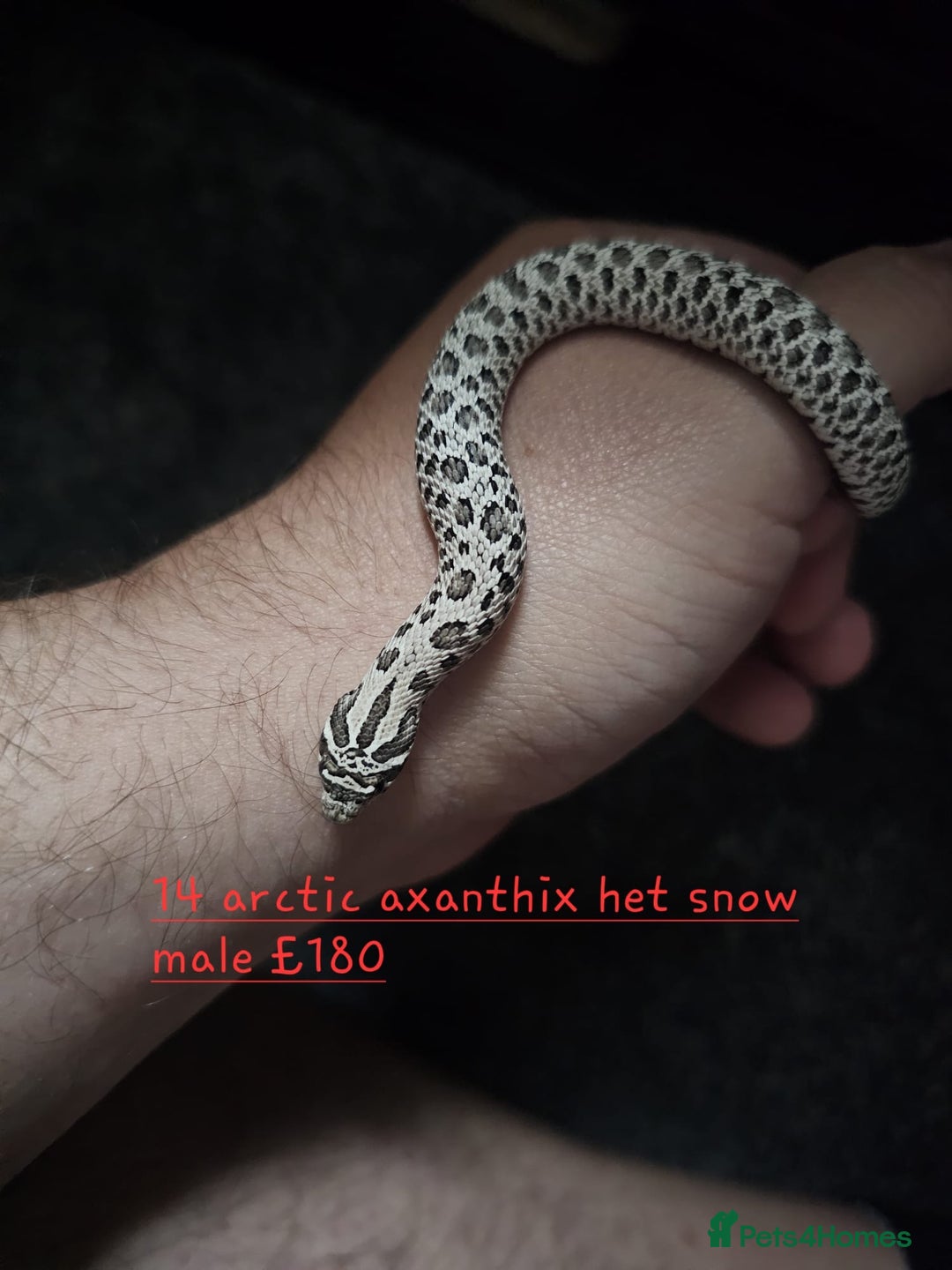 Snake reptiles for sale: Western Hognose Snakes Cb25 - Image 7