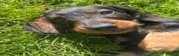 Dachshund dogs for sale: Kc registered Standard wire haired dachshund pups  - Advert 8