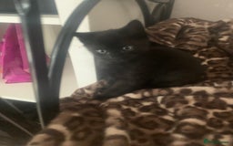 British Shorthair cats for sale: Black short haired kittens for sale ❤️ - Image 4