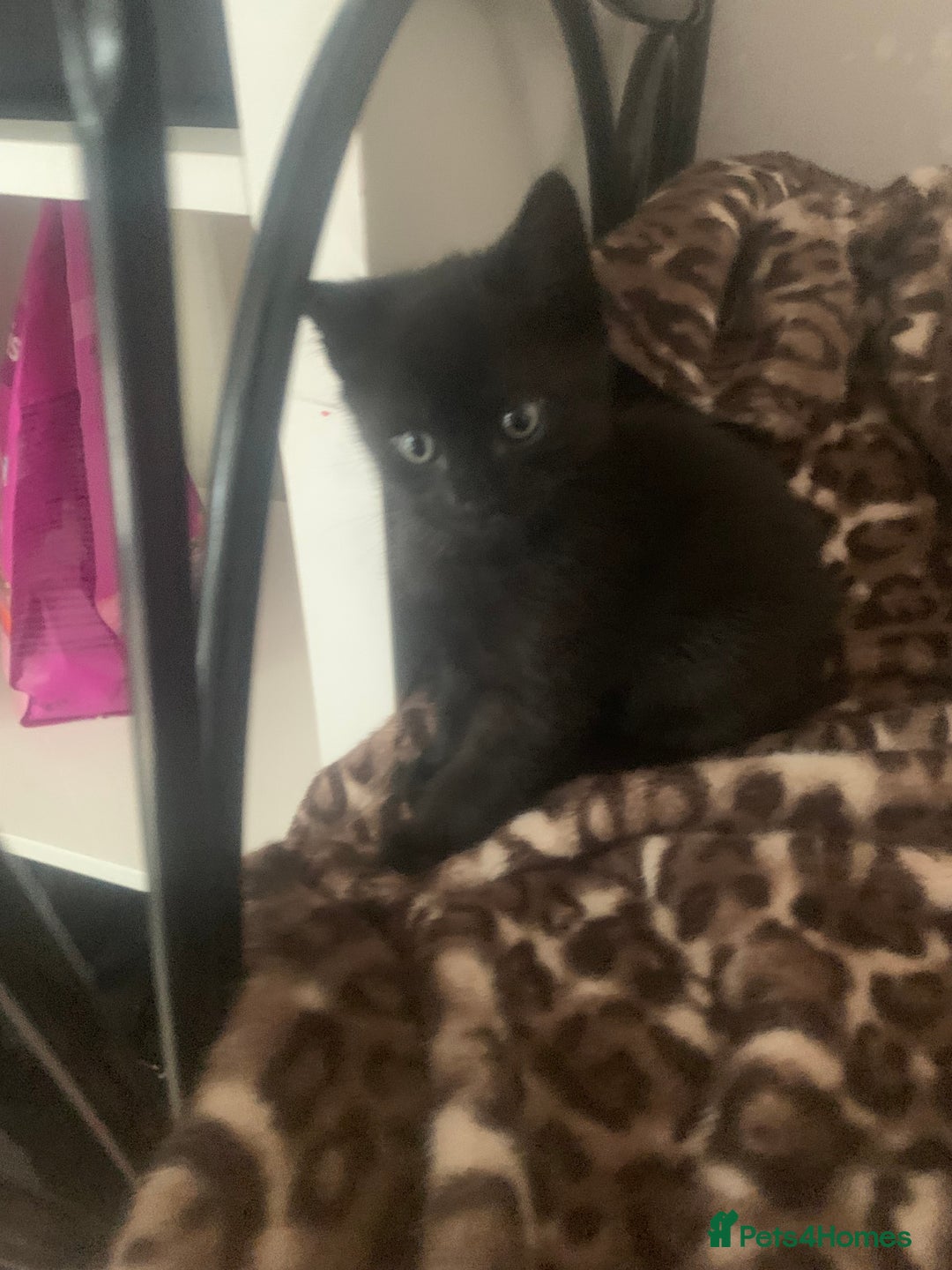 British Shorthair cats for sale: Black short haired kittens for sale ❤️ - Image 4