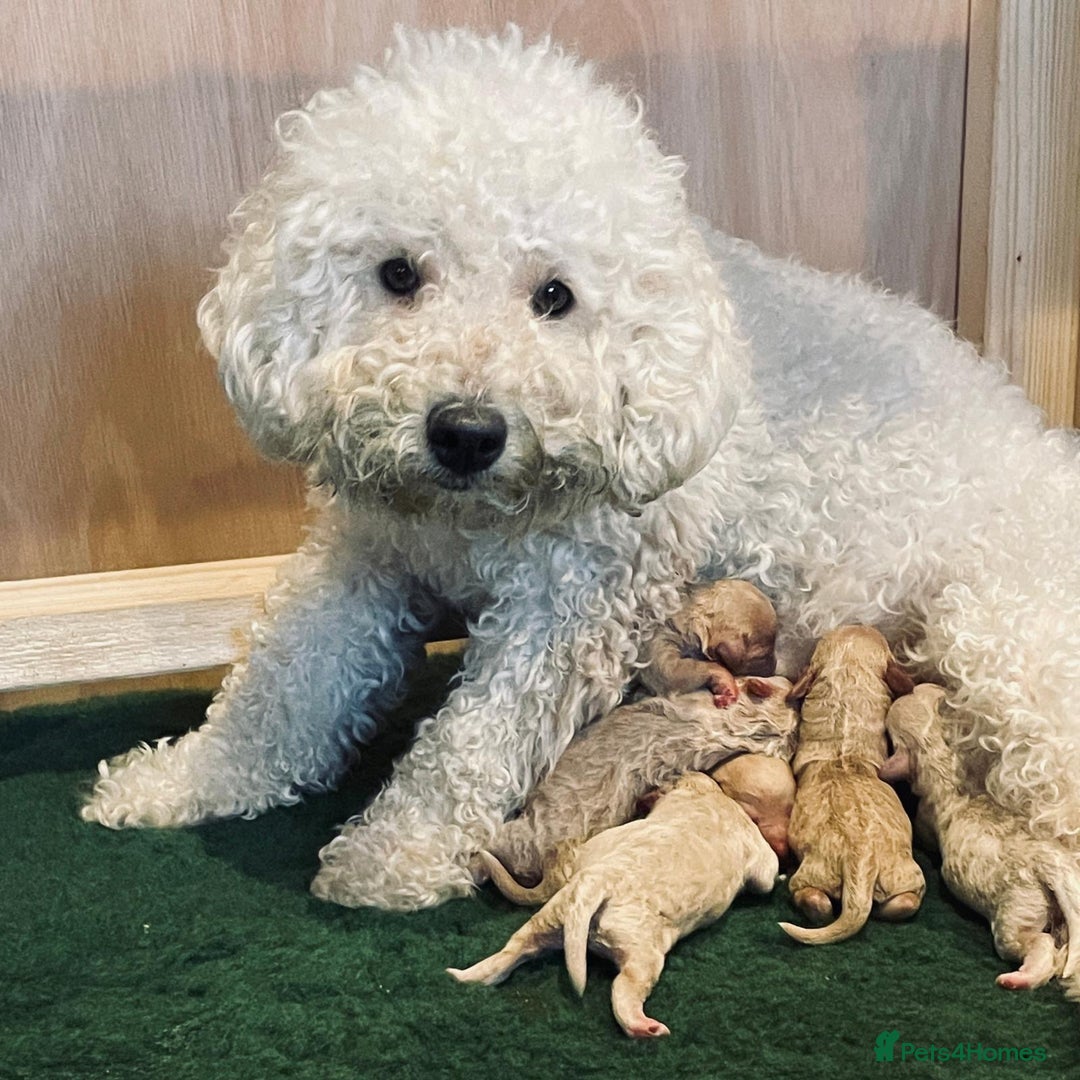 Poochon dogs for sale: Miniature Poochon puppies ready mid February - Advert 1