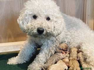 Poochon dogs Miniature Poochon puppies ready mid February - Advert 1
