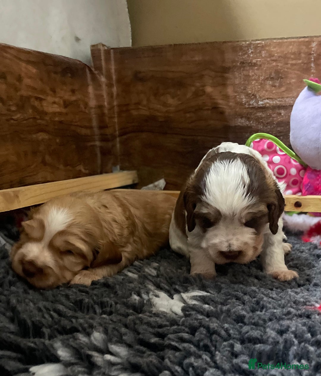 Cocker Spaniel dogs for sale: Beautiful health tested Cocker spaniel pups  - Advert 9