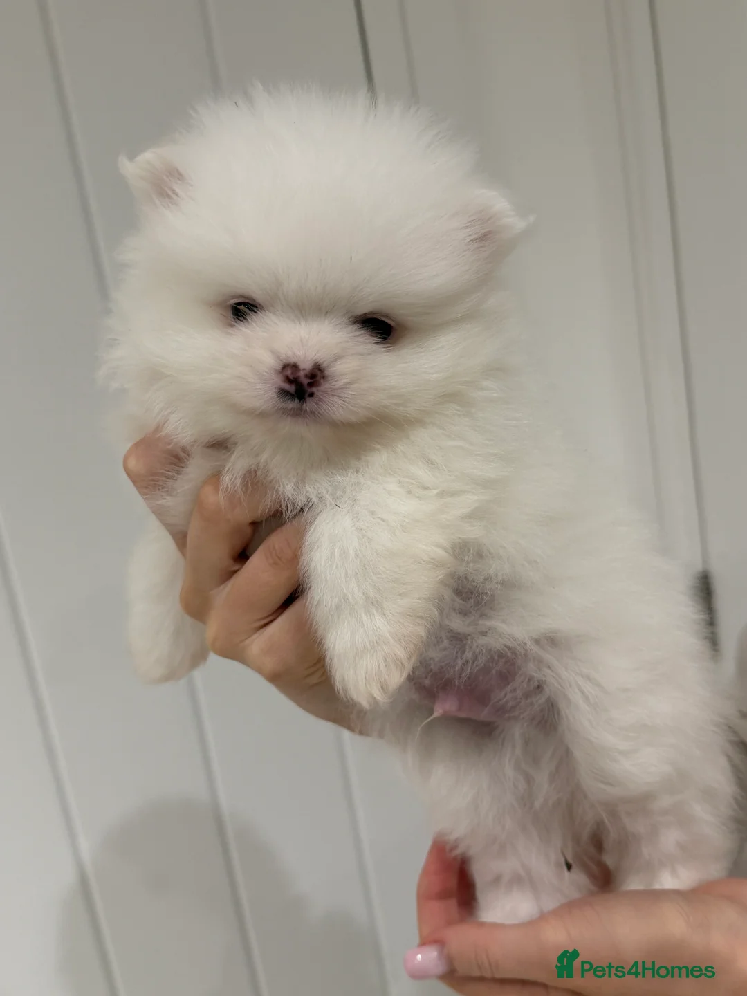 Pomeranian dogs for sale: 1 white pure bred pomerainian puppy left! - Advert 16