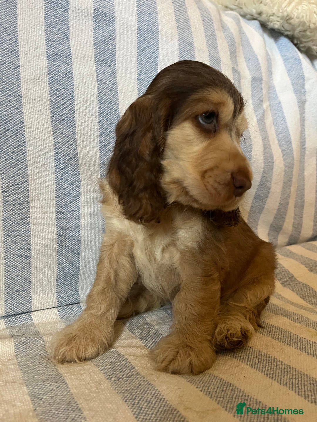 Cocker Spaniel dogs for sale: ADORABLE KC REG SHOW TYPE COCKER SPANIEL PUPPIES - Image 10
