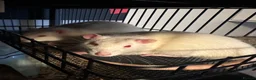 Rat rodents for sale: 5 male Fancy Rats 6 months old - Advert 10