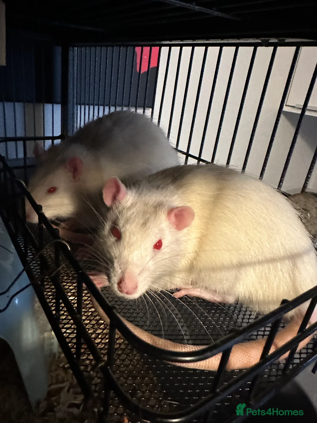 Rat rodents for sale: 5 male Fancy Rats 6 months old - Advert 10